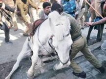 মারা গেল বিজেপি বিধায়কের মারে জখম উত্তরাখণ্ড পুলিশের ঘোড়া 'শক্তিমান'