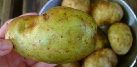 দারুন ক্ষতিকারক, সবুজ হয়ে যাওয়া আলু খাবেন না