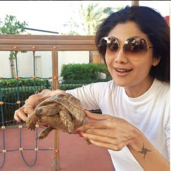 শিল্পার নতুন বন্ধু শ্রীযুক্ত কচ্ছপ