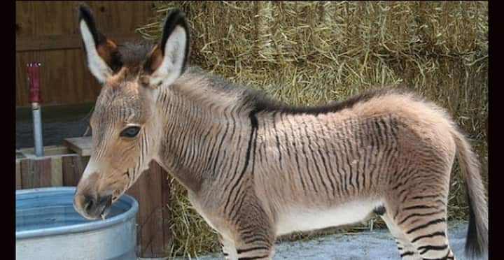 শংকর পদ্ধতিতে জন্ম এই জীব জন্তুগুলির। যেমন দেখুন জঙ্কিকে.. এক পুরুষ গাধার সঙ্গে মেয়ে ঘোড়ার প্রজননে জন্ম হয়েছে এই পশুটির।