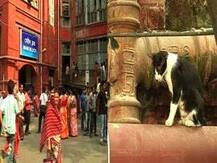 এসএসকেএম-এ ওয়ার্ডে ঢুকে বিড়ালের কামড় রোগীকে