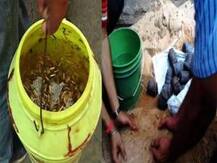 ভোটের আগে ভবানীপুর, বালিগঞ্জে বিভিন্ন ক্লাবে তল্লাশি চালিয়ে উদ্ধার বোমা, আতঙ্ক