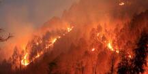 नहीं थम रही Uttarakhand के जंगलों की आग, जल कर खाक हो रही वन संपदा