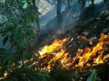 উত্তরাখণ্ডে জঙ্গলে আগুন নিয়ন্ত্রণে, গ্রেফতার ৪