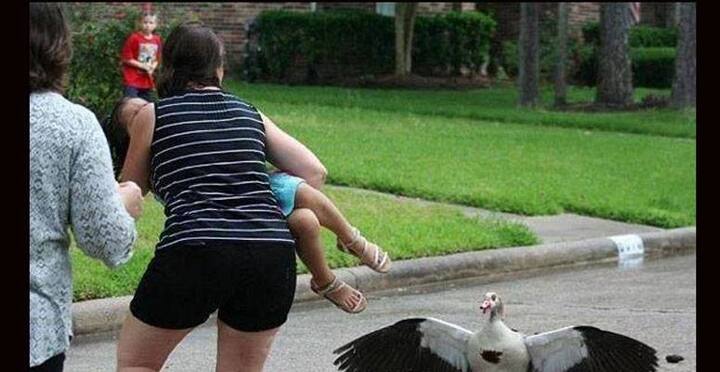 এক প্রতিবেশী তাকে মাটি থেকে তুলে নিয়ে সুরক্ষিত জায়গায় নিয়ে যান। তবে তার কোনও ক্ষতি হয়নি। 