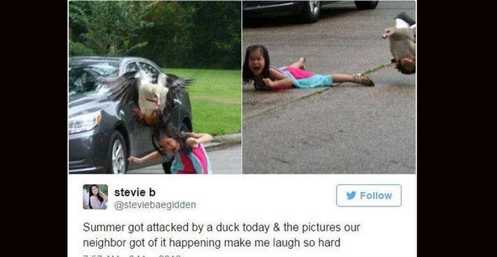 সামারের দিদি স্টিভি পরে টুইটারে শেয়ার করে এই ছবি। সে লেখে, ‘আজ আমার বোন সামারের ওপর পাখিতে হামলা চালিয়েছে। পড়শিরা যে ছবি তুলেছে তা দেখে আমার ভীষণ হাসি পাচ্ছে’। সামার অবশ্য হাসেনি একটুও। 