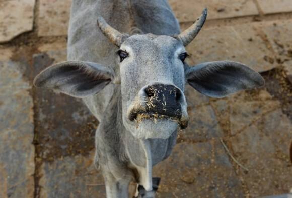 Man Stabbed To Death 2 Injured On Mathura Train After Fight With Passengers For Allegedly Carrying Beef গো-মাংস নিয়ে যাওয়ার সন্দেহে চলন্ত ট্রেনে সহযাত্রীদের হাতে খুন ব্যক্তি