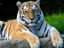 Chinese Villager Survives Tiger Encounter By Shouting At Beast জঙ্গলে বাঘের মুখ থেকে কার্যত বেঁচে ফিরে এলেন এক ব্যক্তি, কীভাবে জানুন