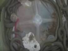 বাড়িতে ঢুকে পড়ল দেড়শো-রও বেশি সাপ!