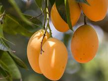 গরম মানেই আম, কিন্তু এই ফল অতিরিক্ত খেলে ক্ষতি হতে পারে শরীরের, আমের কুফল সম্পর্কে জানুন