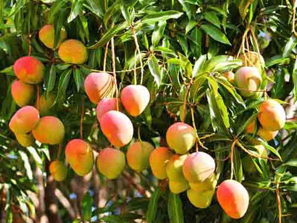 পাকা আমে প্রচুর পরিমাণ সুগার আছে। যার ফলে বেশি আম খেলে রক্তে শর্করা বেড়ে যায়, বাড়ে ডায়াবেটিসের সম্ভাবনাও 