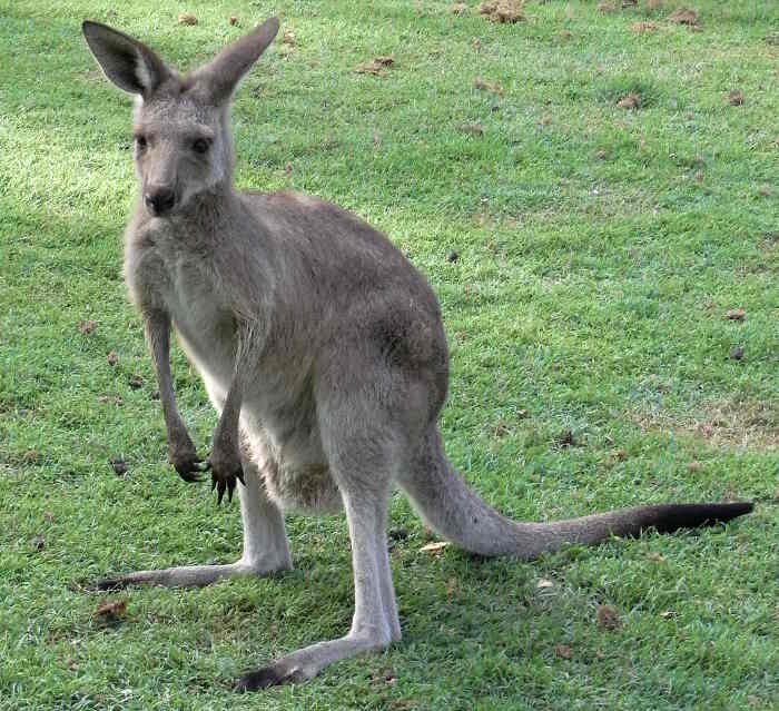Kangaroo stoned to death after it fails t o amuse visitors in Chinese zoo! ‘যথেষ্ট লাফালাফি করেনি’, চিনের চিড়িয়াখানায় পাথর ছুঁড়ে মারা হল ক্যাঙারুকে