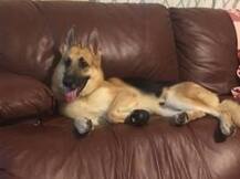 র‍্যাটলস্নেকের ছোবল থেকে ৭ বছরের ‘খেলার সাথী’-কে বাঁচিয়ে জখম পোষা কুকুর