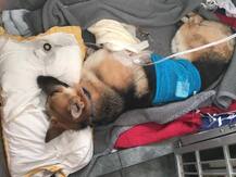 র‍্যাটলস্নেকের কামড় থেকে 'বন্ধু'-কে বাঁচাল পোষা কুকুর