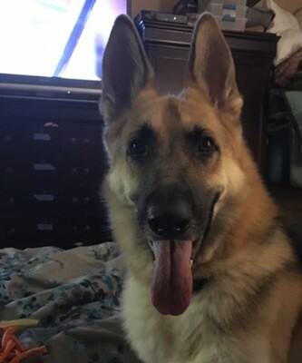 হাউসের কিডনিতে ছড়িয়ে পড়েছে বিষ। চিকিৎসকরা তাকে বাঁচানোর চেষ্টা করছেন