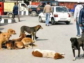 6 Year Old Girl Attacked By 15 Stray Dogs In Bengaluru খেলার সময় আক্রমণ একদল রাস্তার কুকুরের, গুরুতর জখম ৬ বছরের শিশুকন্যা