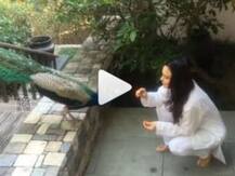 প্রীতির নতুন বন্ধু...