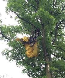প্যারস্যুটে উড়ে এসে প্রেমের প্রস্তাব ধাক্কা গেল গাছে!