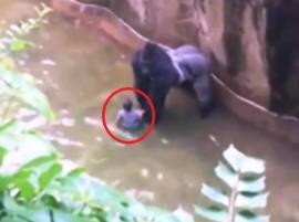 Watch Baby Falls Into Gorillas Enclosure দেখুন: গোরিলার খাঁচায় ৪ বছরের ছেলে, শিশুটিকে বাঁচাতে গুলি করে হত্যা গোরিলাকে