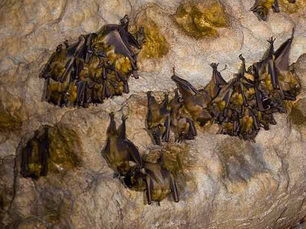 Thailand scientists trek in countryside, catch bats to trace coronavirus origins করোনাবাহী বাদুড়ের খোঁজে পাহাড়ের গুহায় তাইল্যান্ডের বিজ্ঞানীরা, দেখলেই ঝোলায় ভরছেন