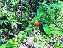 মণিপুরের গ্রামে মিলল লুপ্তপ্রায় বুনো কমলালেবু