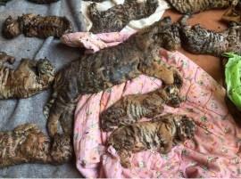 Thai Officials Find 40 Dead Cubs In Freezer At Tiger Temple ফ্রিজের মধ্যে ৪০টি ব্যাঘ্রশাবকের দেহ, তাইল্যান্ডে মন্দির তল্লাশিতে গিয়ে চক্ষু চড়কগাছ সরকারি কর্মীদের