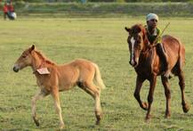 মুম্বইয়ে জয় রাইডে গিয়ে ঘোড়া থেকে পড়ে মৃত্যু ছ বছরের মেয়ের