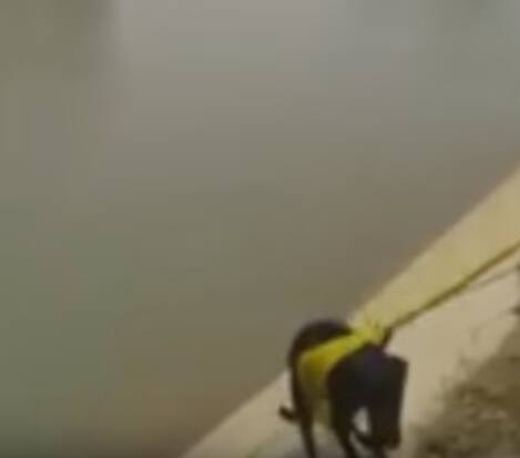 শিখদের দ্বিতীয় গুরু অঙ্গদ দেব তাঁর উত্তরসূরি অমর দাসকে একটি বিশেষ পাগড়ি পরিয়ে সম্মানিত করেন