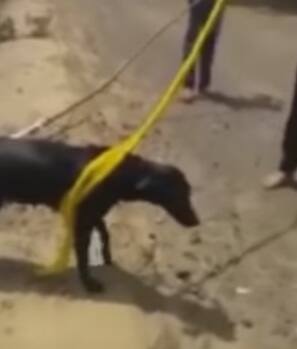 পাগড়ি পরারও অনেক নিয়ম আছে