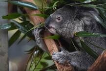 কোয়ালা বাঁচাতে ৫৯,৪৩,৮৬,৫০০ টাকা খরচ করতে চলেছে অস্ট্রেলিয় সরকার