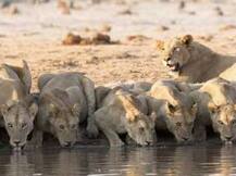 সিংহর সঙ্গে সেলফি নয়, নির্দেশ গুজরাত বন দফতরের