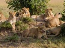 মানুষ শিকারে অভিযুক্ত ১৮ সিংহের বিচার! দোষীর হবে যাবজ্জীবন সাজা