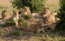 গির অরণ্যের কাছে ট্রেনের ধাক্কায় মৃত্যু হল ৩ সিংহ-সিংহীর, ট্রেনটির গতিবেগ বেশি নাকি ট্রাকারে গলদ-শুরু হয়েছে তদন্ত