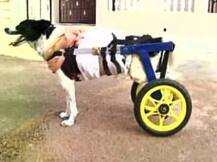 দুর্ঘটনায় পা হারানো কুকুরের জন্য হুইল চেয়ার 