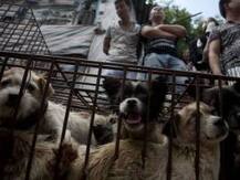 চিনের অধিকাংশ মানুষই ‘কুকুরের মাংস উৎসব’ বন্ধের পক্ষে