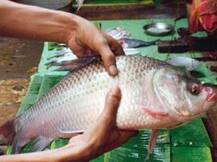 মাছ খাওয়ার সুখে ফর্মালিনের কাঁটা