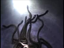 মহারাষ্ট্রে গ্রামের স্কুলের রান্নাঘরে মিলল ৬০টি বিষাক্ত সাপ, আতঙ্ক