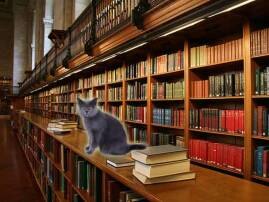 Us City Council Votes To Evict Cat From Public Library টেক্সাসে লাইব্রেরি থেকে বিড়াল তাড়াতে ভোট! উচ্ছেদের নোটিস