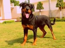 রাজ্যের সরকারি হাসপাতালে এই প্রথম চালু পোষা কুকুরদের ইনডোর ওয়ার্ড