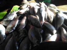 নিয়মের ফাঁক গলে বাজারে ছেয়ে গিয়েছে ‘খোকা ইলিশ’, উদ্বিগ্ন বিশেষজ্ঞরা