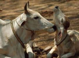 Pregnant Dalit Woman Attacked For Refusing To Remove Cow Carcass গরুর মৃতদেহ সরাতে অস্বীকার করায় অন্তঃস্বত্ত্বা দলিত মহিলাকে মারধর