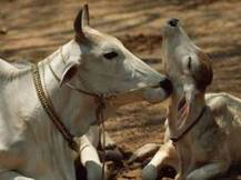 গরুর মৃতদেহ সরাতে অস্বীকার করায় অন্তঃস্বত্ত্বা দলিত মহিলাকে মারধর