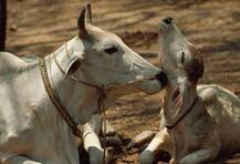 জিন্দে সরকারি গোশালায় মারা গেল ৩ গরু ও ২ বাছুর