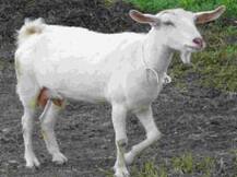 কুকুরের মত মানুষের সঙ্গে ভাব-বিনিময় করতে পারে ছাগলও!