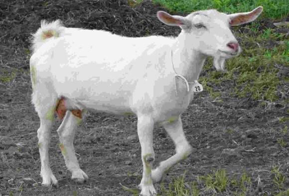 Woman Gave Birth To Goat After Two Year Pregnancy In Nigeria ২ বছরের প্রেগন্যান্সির পর নাইজিরিয়ায় ছাগলের ‘জন্ম’ দিলেন এক মহিলা!