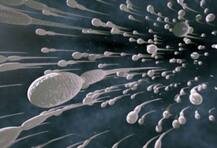 পুরুষদের জন্যে সতর্কবার্তা! পাঁচ ঘণ্টার বেশি টিভি দেখলে ৩৫ শতাংশ কমবে স্পার্ম কাউন্ট