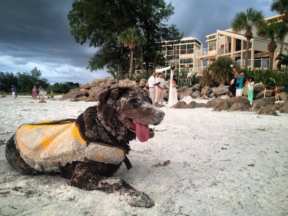 এখন বেলাকে নিয়ে ফ্লোরিডার পশ্চিম উপকূলে ঘুরছেন রবার্ট। গরমে বেলার কষ্ট হচ্ছে বলে নেব্রাস্কায় চলে যাওয়ার কথা ভাবছেন রবার্ট