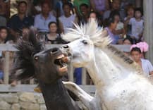 ঘোড়ায় ঘোড়ায় যুদ্ধ