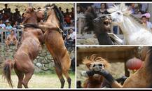 ঘোড়ায় ঘোড়ায় যুদ্ধ