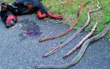 মালিকের পরিবারকে বাঁচাতে ৪ টি কোবরার সঙ্গে লড়াই, মৃত্যু পোষ্য সারমেয়র 